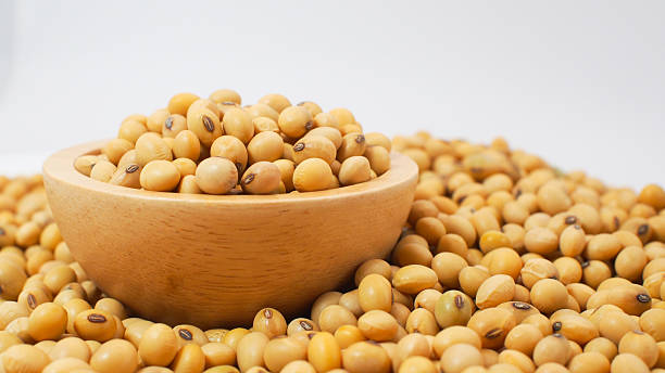 Golden Soybeans